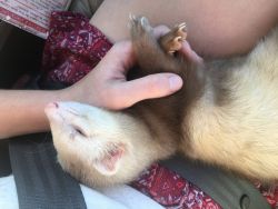 Young Ferret
