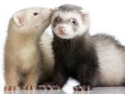 Friendly Ferret Comes with 2 level cage