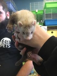 Baby ferrets !!! Three available