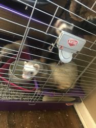 Ferrets for sale