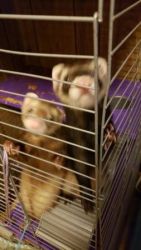 2 Ferrets for sale (male)