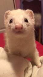 Ferret For Sale
