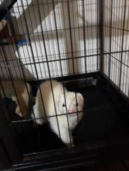 Ferret and cage for sale