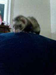 need better home for ferret