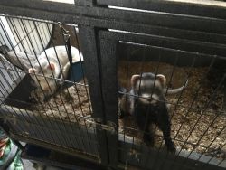 Two friendly ferrets need home