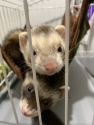 Sweet ferrets with cage for sale