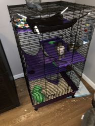 Ferret with cage