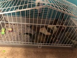 Ferret and cage with accessories for $150