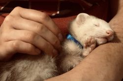 Cage, supplies, and two extremely sweet and playful ferrets