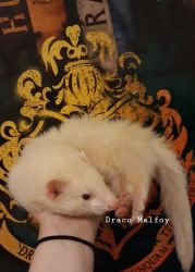 Two bonded ferrets for sale