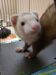 Ferret under 1 year old for sale