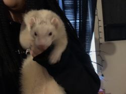Two ferrets for sale with cage