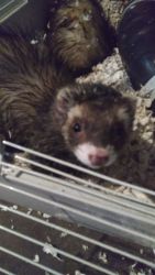 2 cute ferrets with huge cage and everything you need.