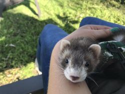 ferret for sale