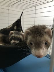 Two Ferrets for sale