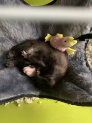 Baby Ferret for sale