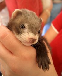 Ferret for sale.
