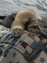 2 young ferrets with mid west cage