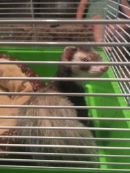 3 ferrets to good home