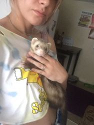 Baby ferret- ALL ESSENTIALS INCLUDED