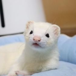 We have Male and Female ferret for sale
