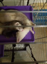 2 Ferrets and cage and extras