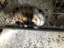 2 ferrets plus large cage