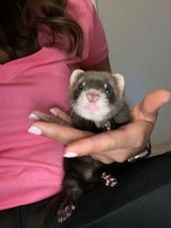 Adorable baby ferret for sale