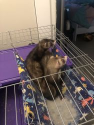 Ferrets for Sale