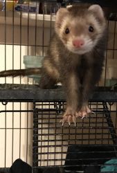 Ferrets and Ferret Nation cage