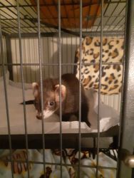 Bonded ferrets for sale