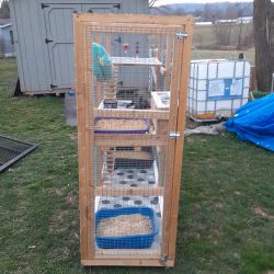 ferrets and large living enclosure