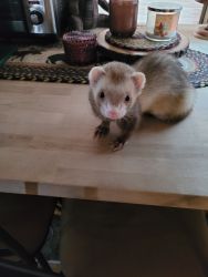 2 ferrets for sale