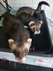 2 ferrets with 4 story condo