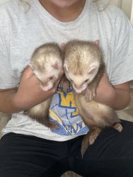 selling my two, 4 month old ferrets. 1 girl, 1 boy