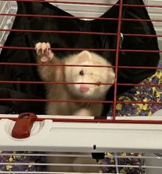 Ferret for sale!