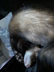 Two ferrets for sale including cage food and other supplies