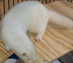 White mink