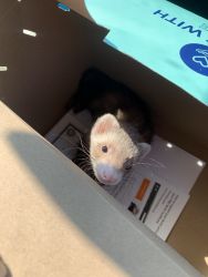 Ferret for sale!