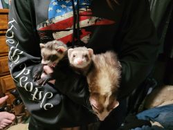 3 ferrets and cage with extras