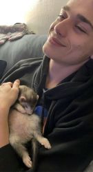 baby female ferret for sale