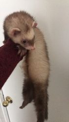 Selling a brown ferret