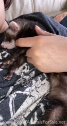 2 ferrets brothers slink and turp