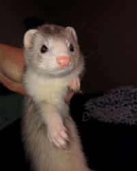 2-1 year old ferrets for sale
