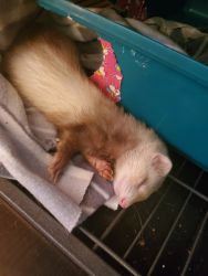 Ferret to a good home