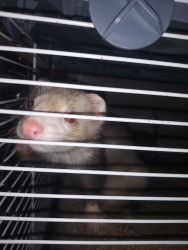 2 ferrets full grown plus cage
