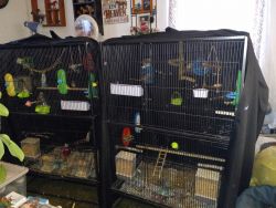 For Sale Finches and Bungees