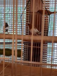 3finches with flight cage