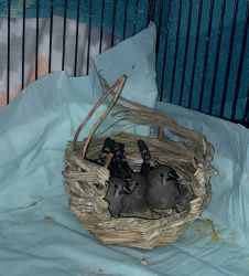New born baby birds with cage