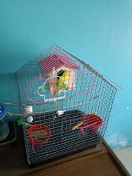 sell my finches & bugies with 2 cages, Breaaing box & food